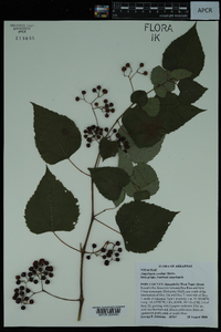 Ampelopsis cordata image