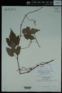 Vitis palmata image