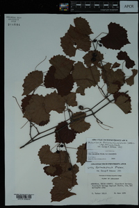 Vitis rotundifolia image