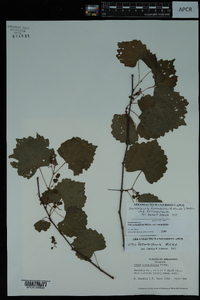 Vitis rotundifolia image