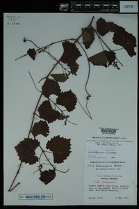 Vitis rotundifolia image