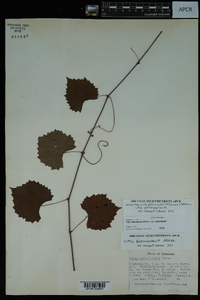 Vitis rotundifolia image