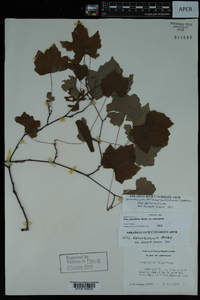 Vitis rotundifolia image