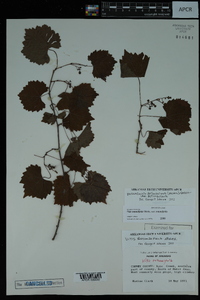 Vitis rotundifolia image