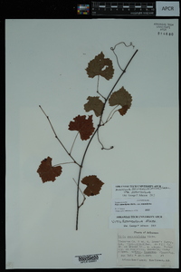 Vitis rotundifolia image