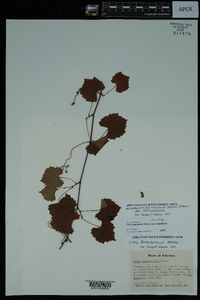 Vitis rotundifolia image