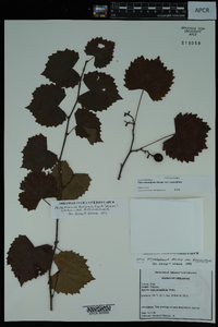 Vitis rotundifolia image