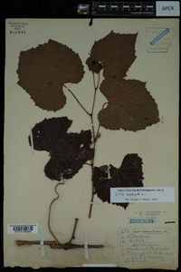 Vitis vulpina image