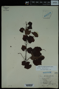 Vitis vulpina image