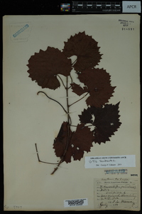 Vitis vulpina image