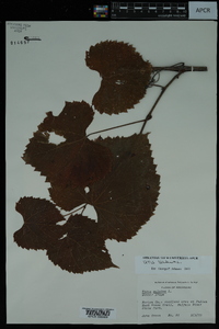 Vitis vulpina image