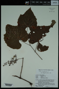 Vitis vulpina image