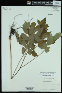 Actaea pachypoda image