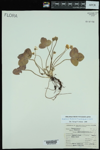 Anemone americana image
