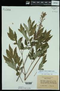 Actaea racemosa image