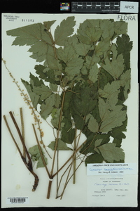 Actaea racemosa image