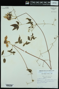 Clematis crispa image