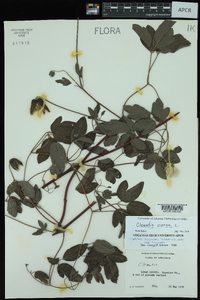 Clematis viorna image