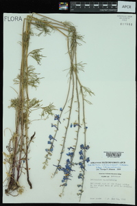 Delphinium carolinianum image