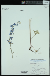 Delphinium carolinianum subsp. carolinianum image