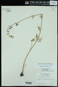 Delphinium carolinianum image