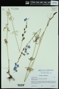 Delphinium carolinianum subsp. carolinianum image