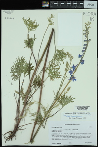 Delphinium carolinianum image