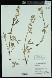 Delphinium tricorne image