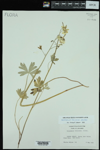 Delphinium tricorne image