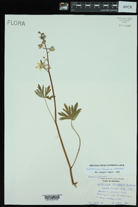 Delphinium tricorne image