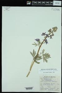 Delphinium tricorne image