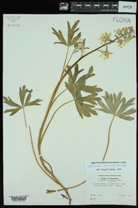 Delphinium tricorne image