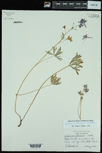 Delphinium tricorne image