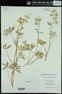 Delphinium tricorne image