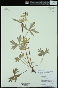 Delphinium tricorne image