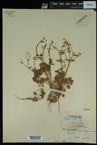 Ranunculus harveyi var. harveyi image