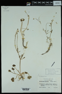 Ranunculus harveyi var. harveyi image