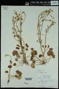 Ranunculus harveyi var. harveyi image