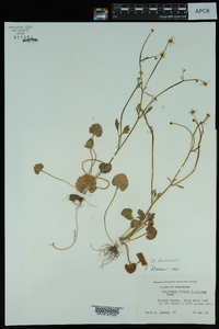 Ranunculus harveyi image