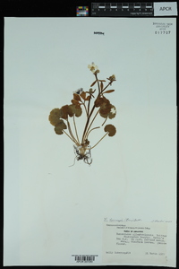 Ranunculus harveyi image