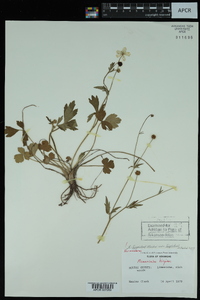 Ranunculus hispidus var. hispidus image