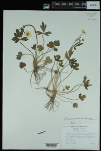 Ranunculus hispidus var. hispidus image