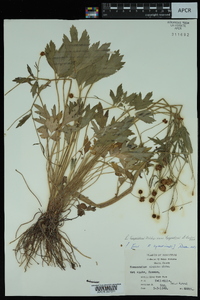 Ranunculus hispidus var. hispidus image