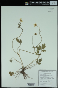 Ranunculus hispidus var. hispidus image