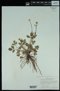 Ranunculus hispidus var. hispidus image