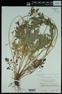 Ranunculus hispidus var. hispidus image