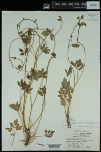 Ranunculus hispidus var. hispidus image