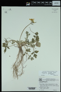 Ranunculus hispidus var. hispidus image