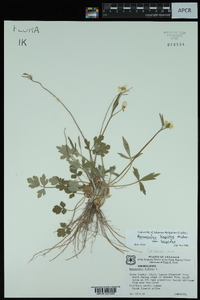 Ranunculus hispidus var. hispidus image