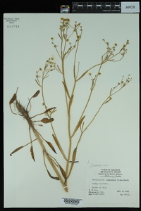 Ranunculus laxicaulis image